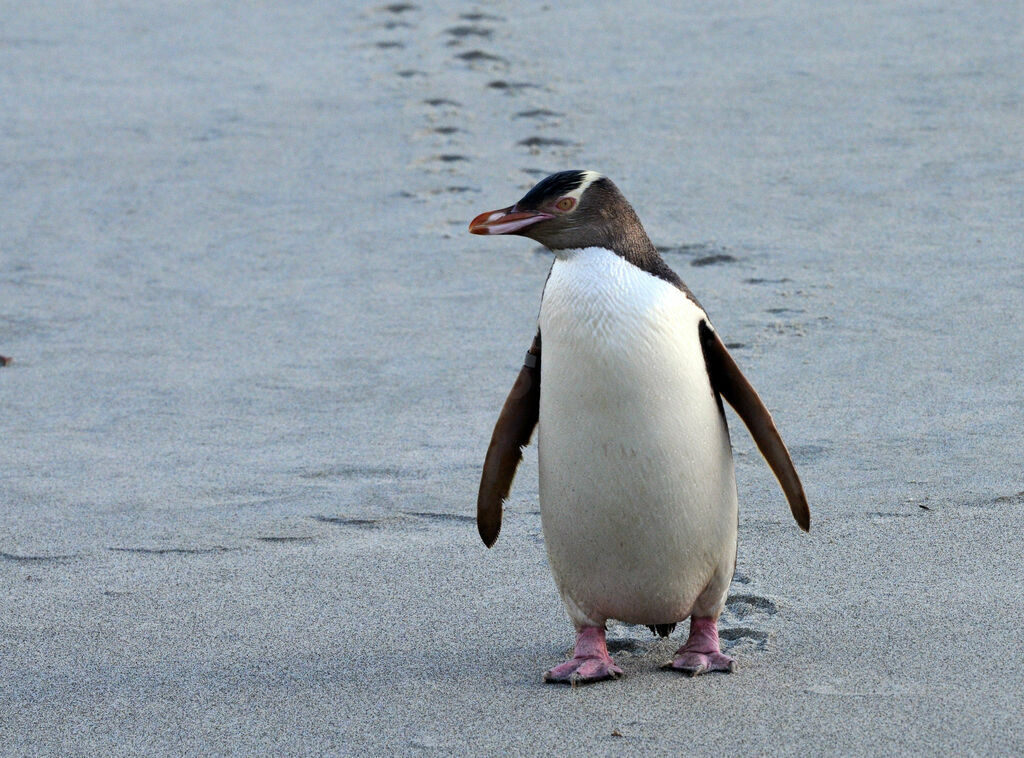 Yellow-eyed Penguin