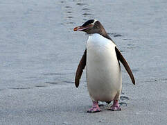 Yellow-eyed Penguin