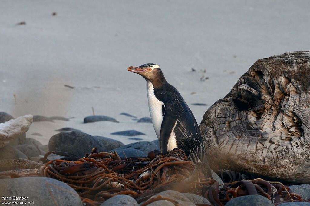 Yellow-eyed Penguinadult, habitat, pigmentation