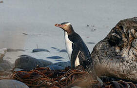 Yellow-eyed Penguin