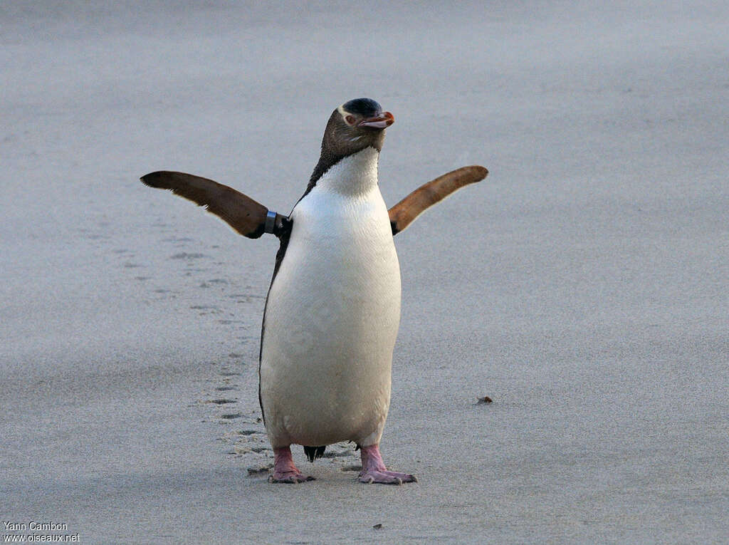 Yellow-eyed Penguin, Behaviour