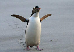 Yellow-eyed Penguin