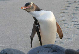 Yellow-eyed Penguin