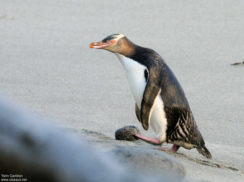 Yellow-eyed Penguinadult, identification