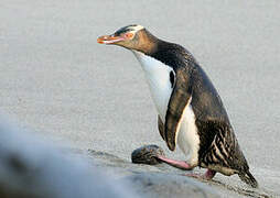 Yellow-eyed Penguin