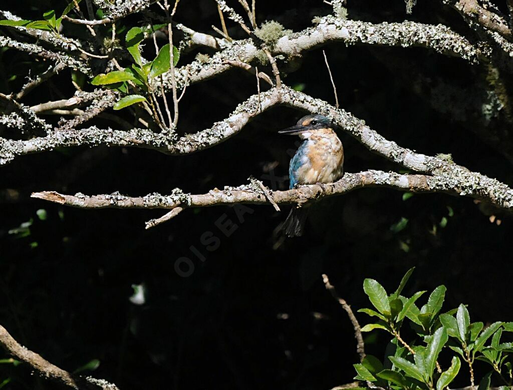 Sacred Kingfisher