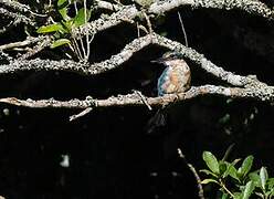 Sacred Kingfisher