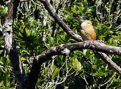 Sacred Kingfisher