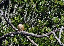 Sacred Kingfisher