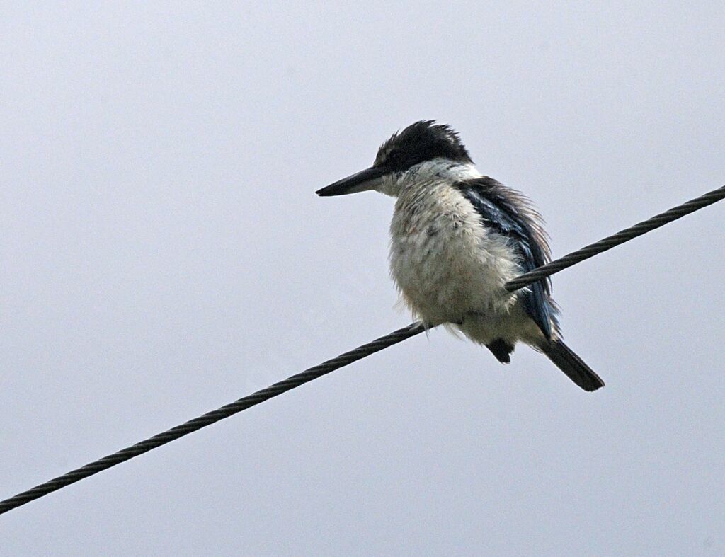 Sacred Kingfisher