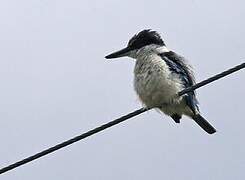 Sacred Kingfisher