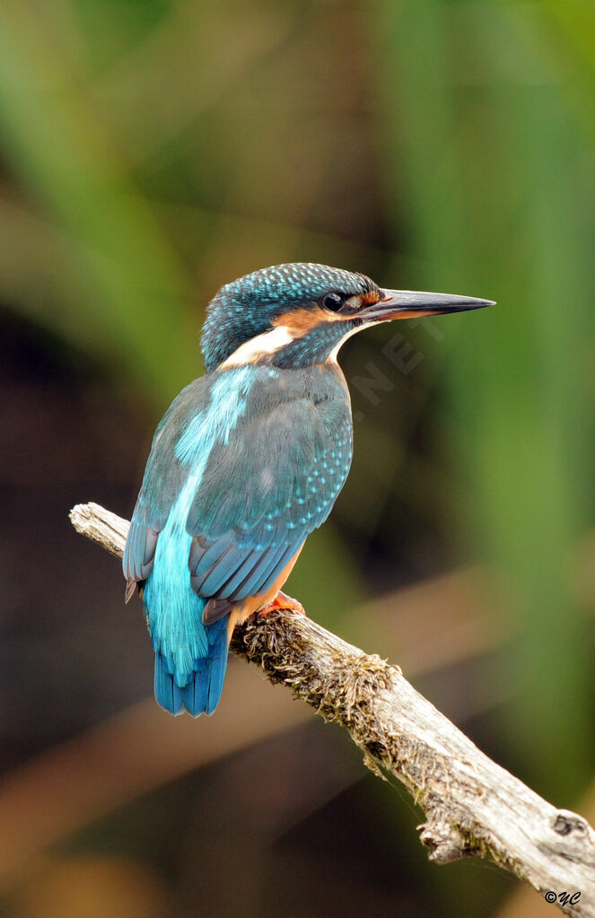 Common Kingfisher