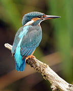 Common Kingfisher