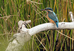 Common Kingfisher