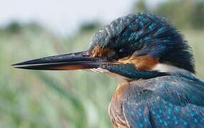 Common Kingfisher