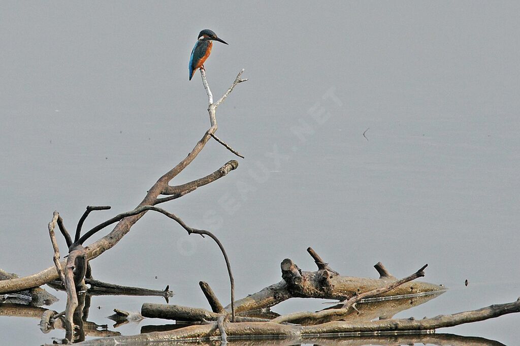 Common Kingfisher