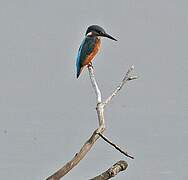 Common Kingfisher