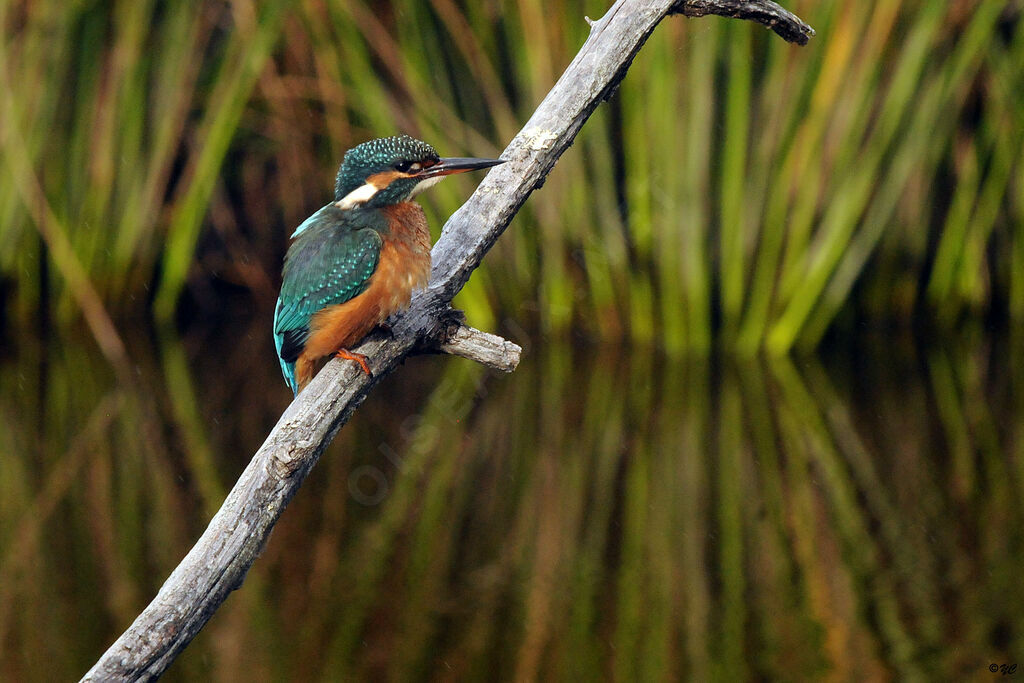 Common Kingfisher