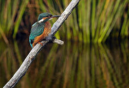 Common Kingfisher