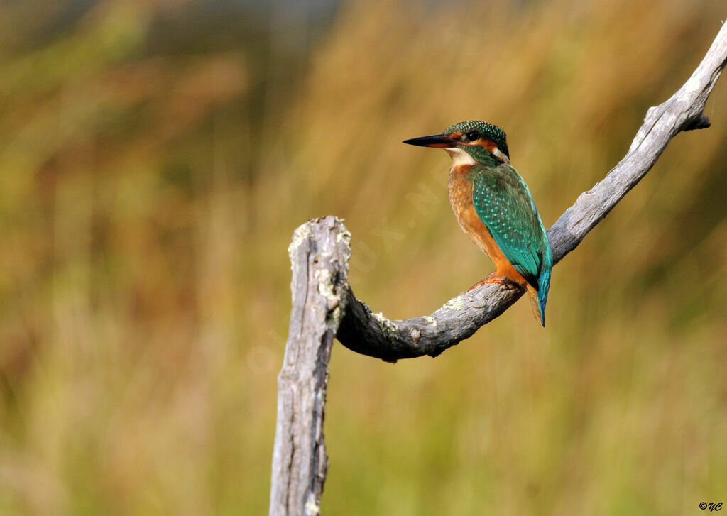 Common Kingfisher