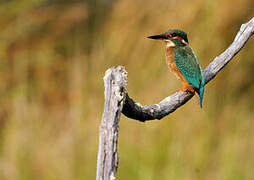 Common Kingfisher