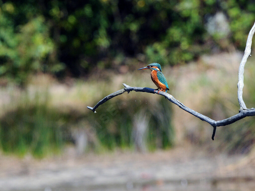 Common Kingfisher