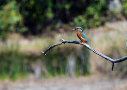 Common Kingfisher