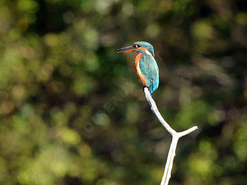 Common Kingfisher