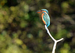 Common Kingfisher