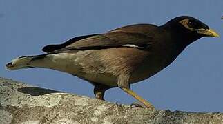 Common Myna