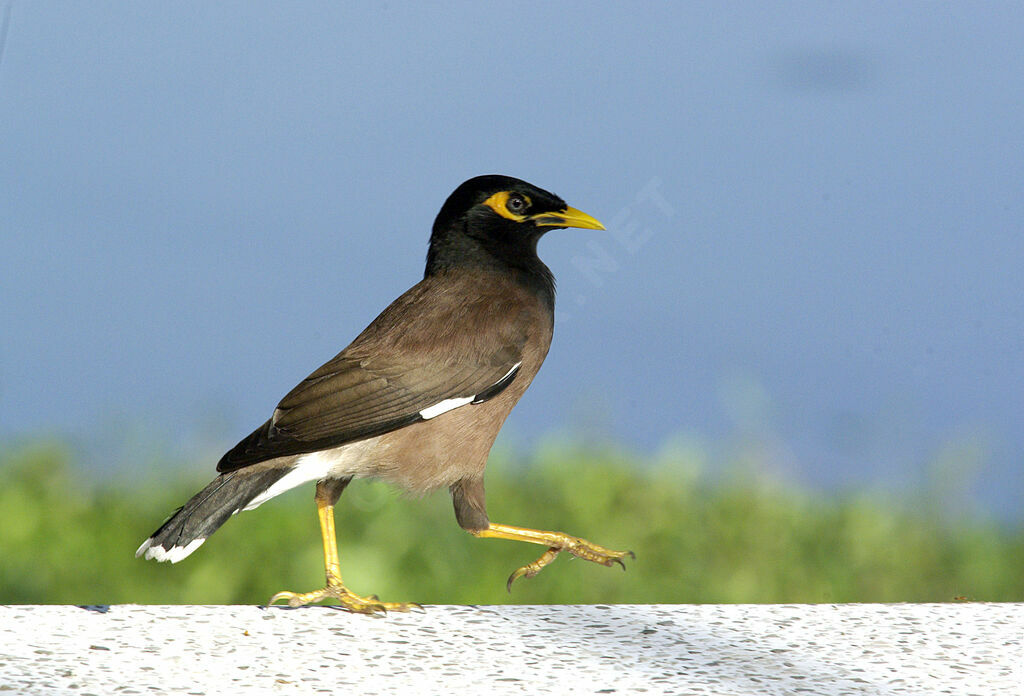 Common Myna