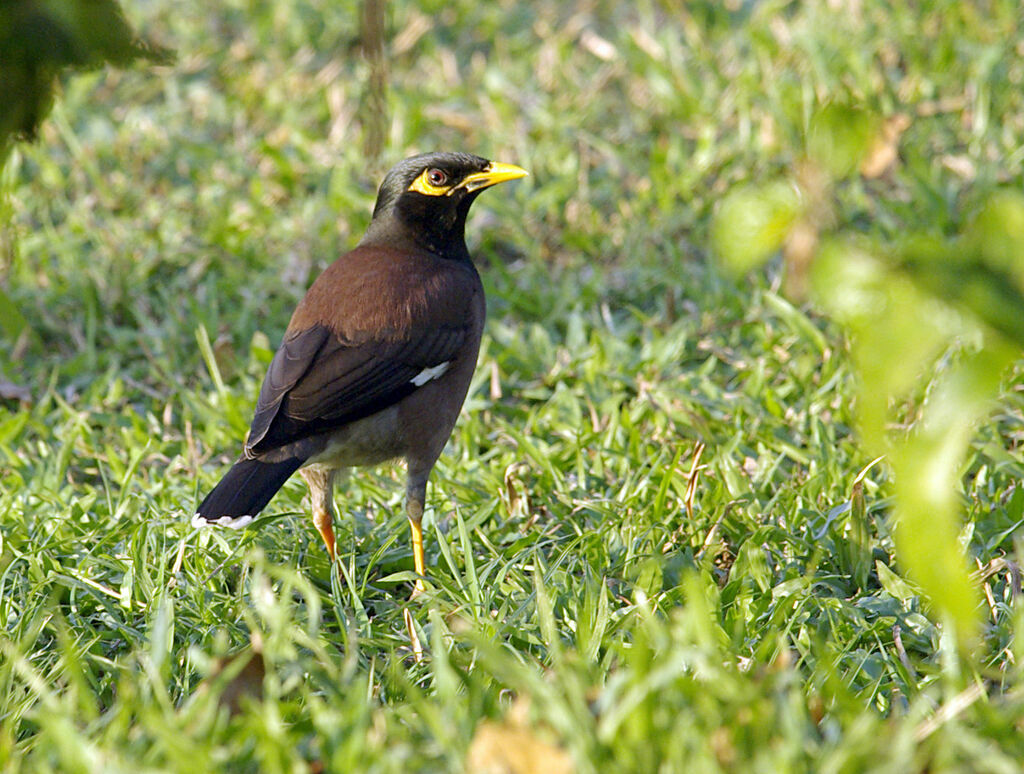 Common Myna