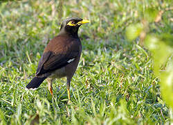 Common Myna