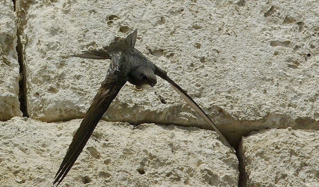 Common Swiftadult breeding