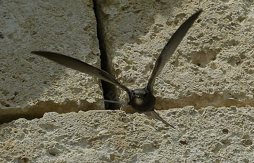 Common Swiftadult breeding