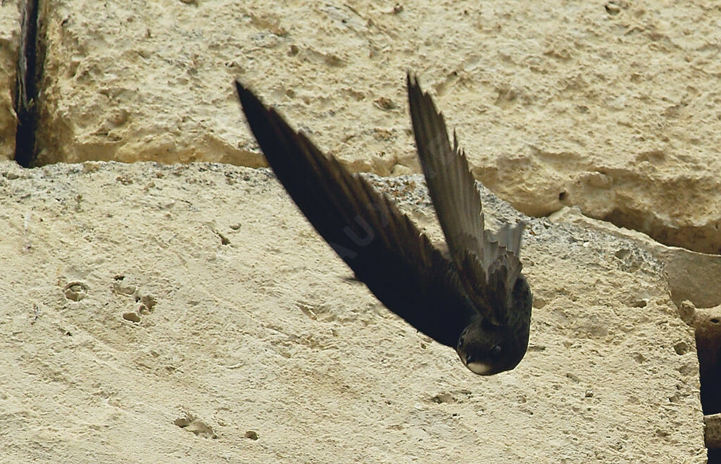 Common Swiftadult breeding