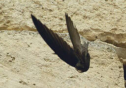 Common Swift