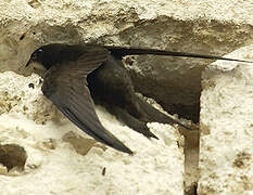 Common Swift