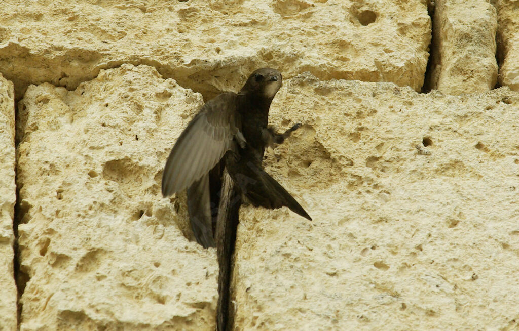 Common Swiftadult breeding