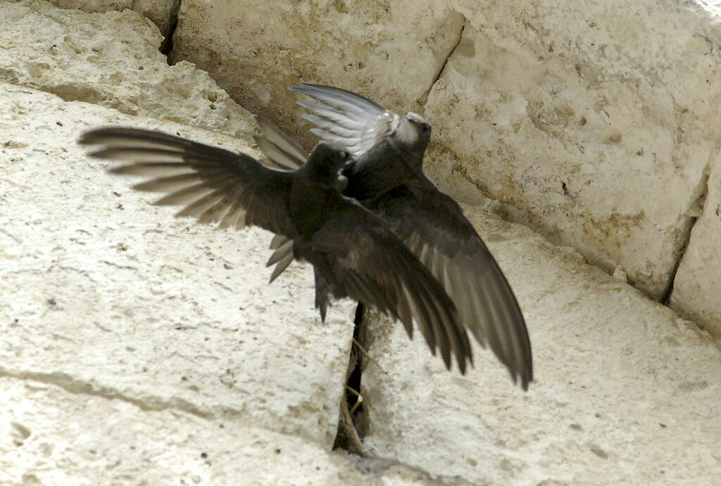 Common Swift