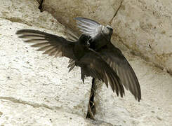 Common Swift