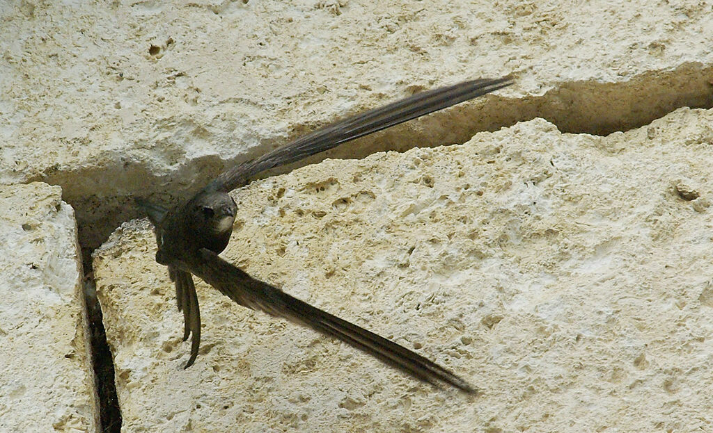 Common Swiftadult breeding