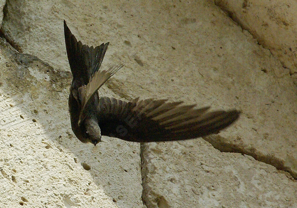 Common Swiftadult breeding