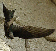 Common Swift