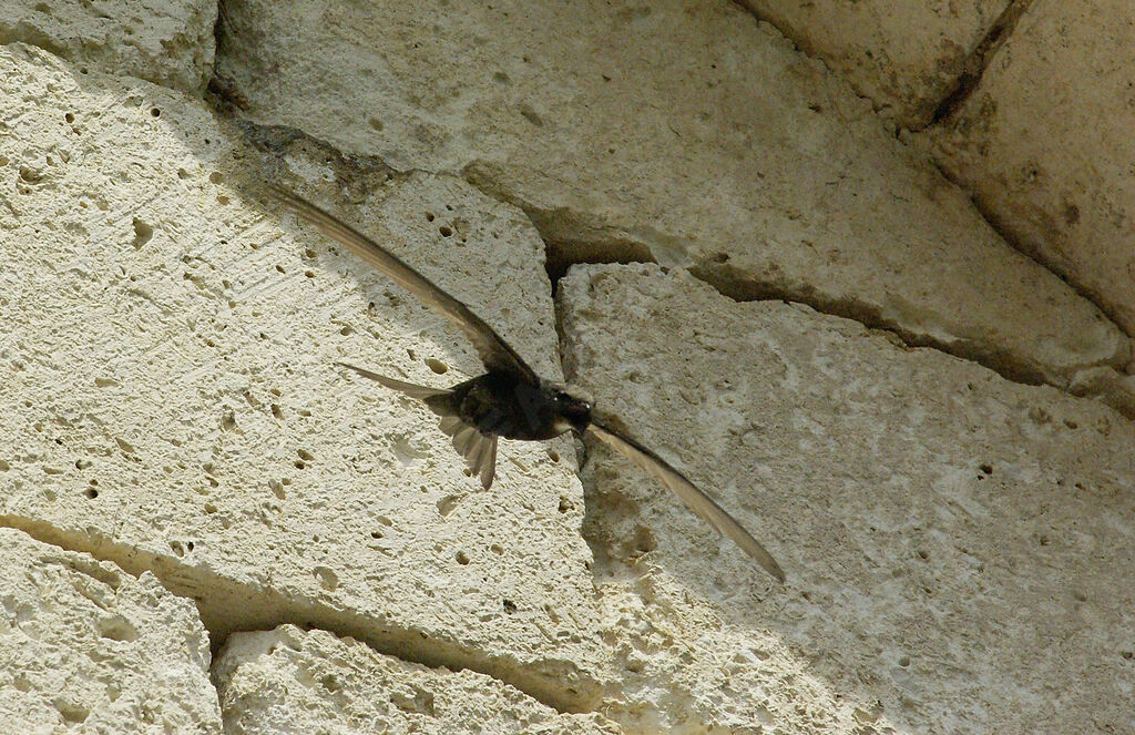 Common Swiftadult breeding