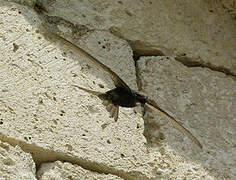 Common Swift