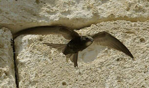 Common Swift