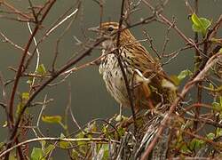 New Zealand Fernbird