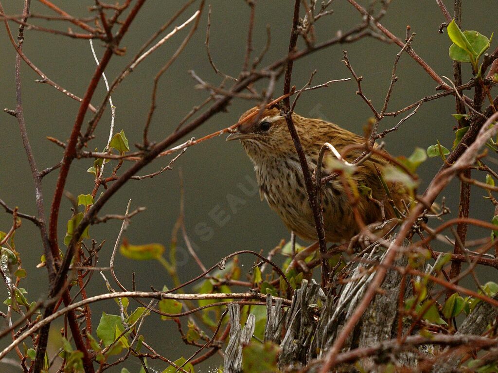 New Zealand Fernbird