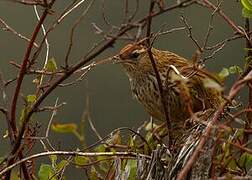 New Zealand Fernbird